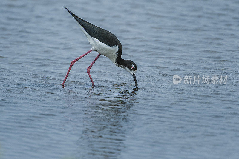 夏威夷高跷或夏威夷黑颈高跷，墨西哥高跷或夏威夷高跷。由于栖息地的丧失和可能引入的捕食者，夏威夷的种群濒临灭绝。Kealia Pond国家野生动物保护区，毛伊岛，夏威夷